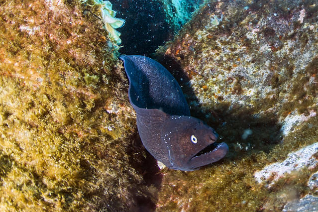 Azores Sub-Merg. Prof. Lda - Dive Center in Portugal