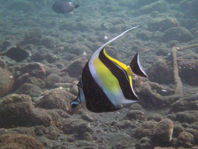 Bali Reef Divers - Dive Center in Indonesia