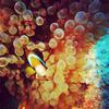 Picture taken during the dive