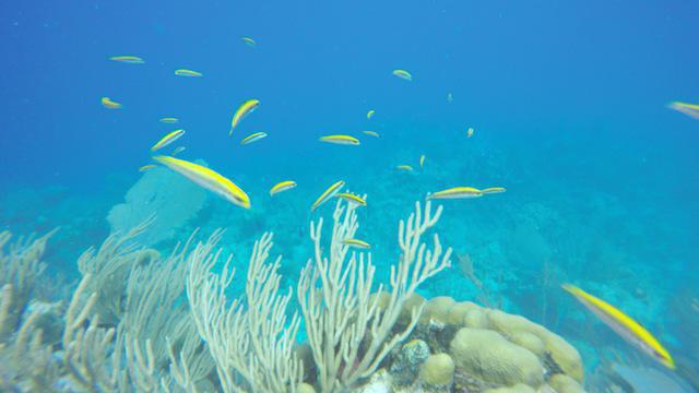 Diving in Islas Turcas y Caicos, Salt Cay - By Jeroam