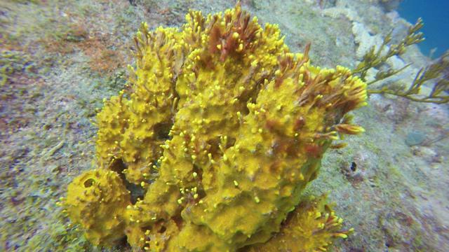 Shark's Friends - Dive Center in Cuba