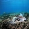 Picture taken during the dive
