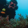 Picture taken during the dive