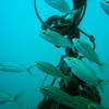Picture taken during the dive