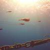 Picture taken during the dive