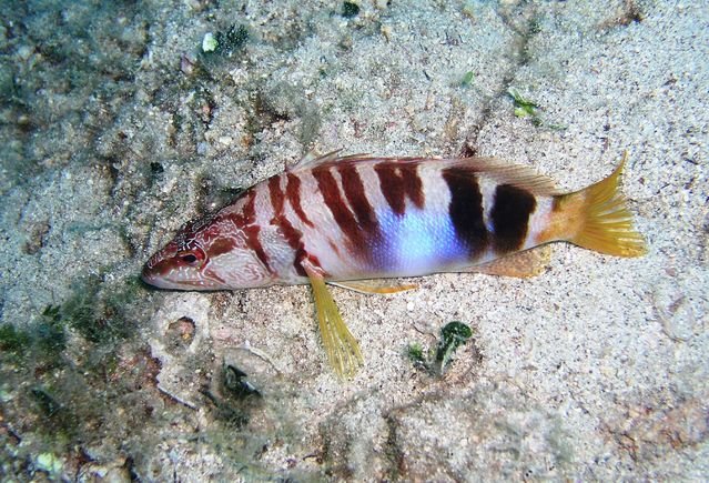 MOBY Dick Divingcenter - Dive Center in Croatia