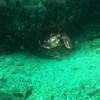 Picture taken during the dive