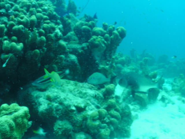 New England Dive - Dive Center in United States