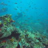 Picture taken during the dive