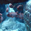 Picture taken during the dive