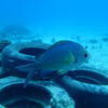 Picture taken during the dive