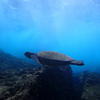 Picture taken during the dive