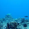 Picture taken during the dive