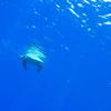 Picture taken during the dive