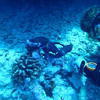 Picture taken during the dive
