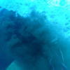 Picture taken during the dive