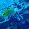 Picture taken during the dive