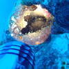 Picture taken during the dive