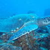 Picture taken during the dive