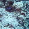 Picture taken during the dive