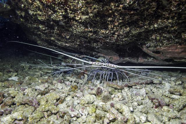 Seafarer Divers Co. Ltd - Dive Center in Thailand