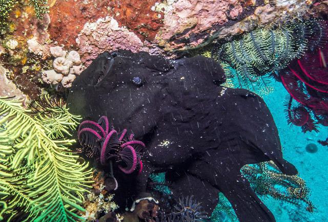 Coco Divers - Dive Center in 菲律宾