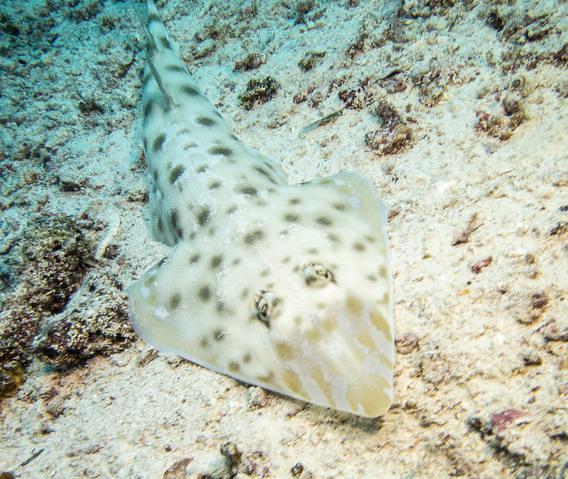 The Zanzibar Dive Centre, One Ocean,Ltd. - Dive Center in Tanzania