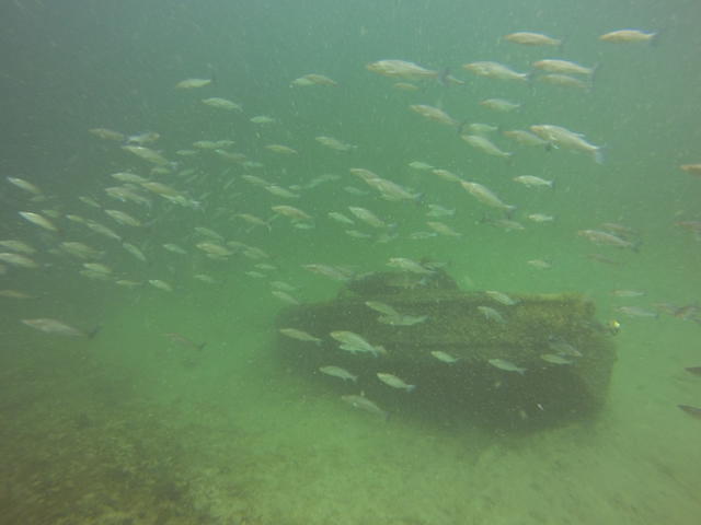 Dive Shack USA - Dive Center in Estados Unidos