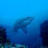 Picture taken during the dive