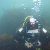 Picture taken during the dive