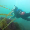 Picture taken during the dive