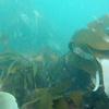 Picture taken during the dive