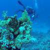Picture taken during the dive