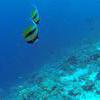 Picture taken during the dive