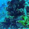 Picture taken during the dive