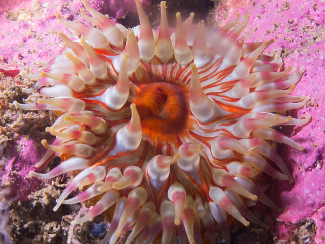 Havbasserne FSU - Dive Center in Dinamarca