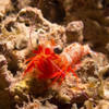 Picture taken during the dive