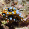 Picture taken during the dive