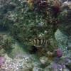 Picture taken during the dive