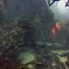 Picture taken during the dive