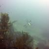 Picture taken during the dive