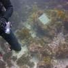 Picture taken during the dive