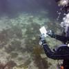 Picture taken during the dive
