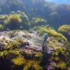 Picture taken during the dive