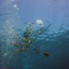 Picture taken during the dive