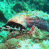 Picture taken during the dive