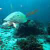 Picture taken during the dive