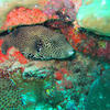 Picture taken during the dive