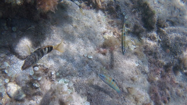 Carthago Diving - Dive Center