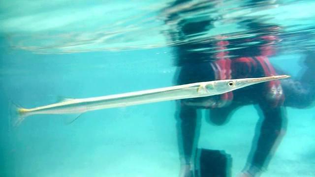 Crystal Lodge Dive Center - Dive Center in United States